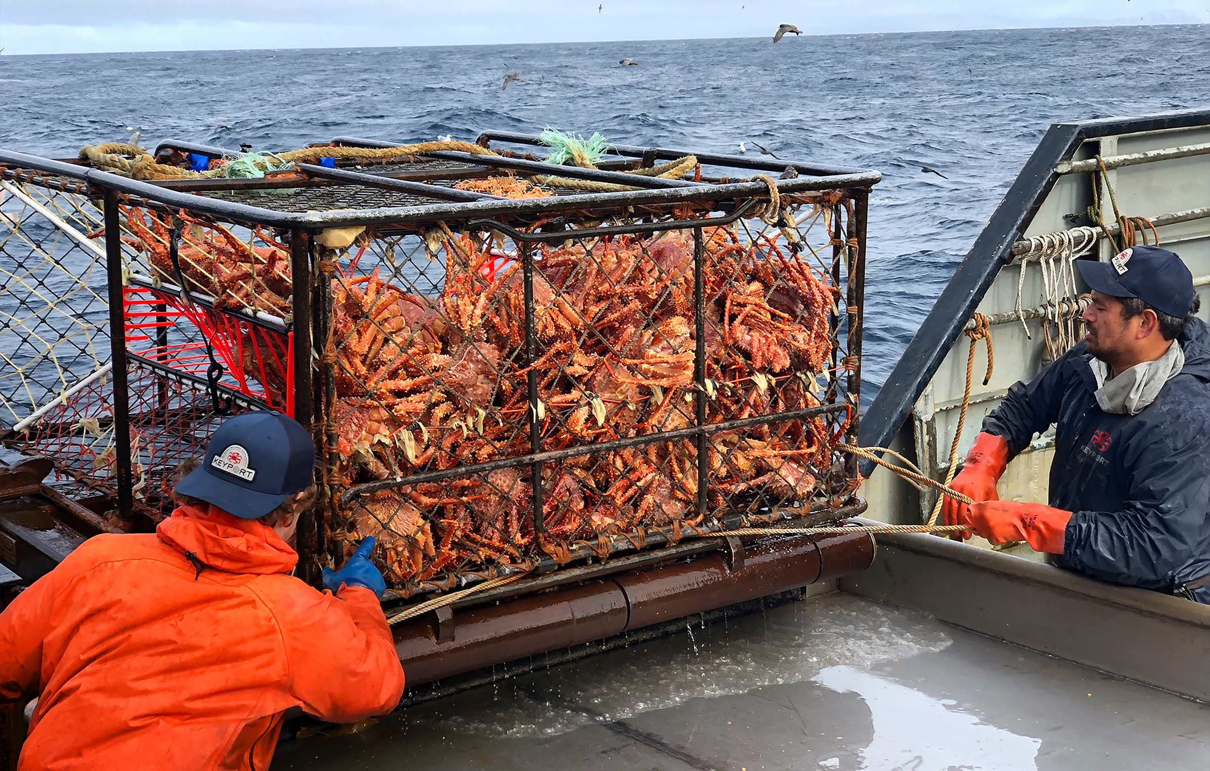 Keyport - Wild Caught Wholesale Crab & Seafood