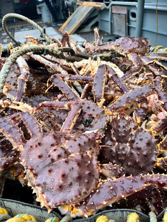 Close up shot of a Red King crab on a fishing table